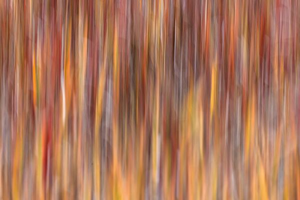 Jones, Adam 아티스트의 Motion effect on autumn vegetation-Yellowstone National Park-Wyoming작품입니다.